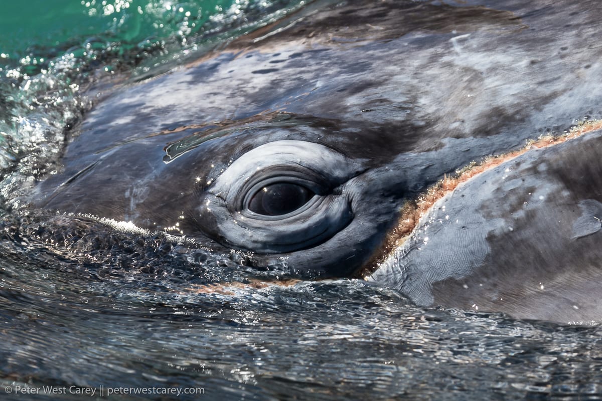 A baby gray whale looks the camera in the eye in this closeup shot.