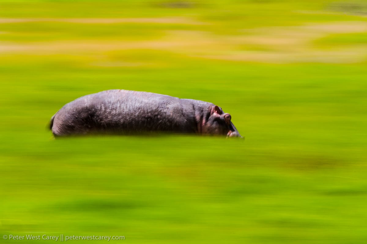 Running Hippo (Hippopotamus amphibius), Ngorongoro Crater, Tanzania