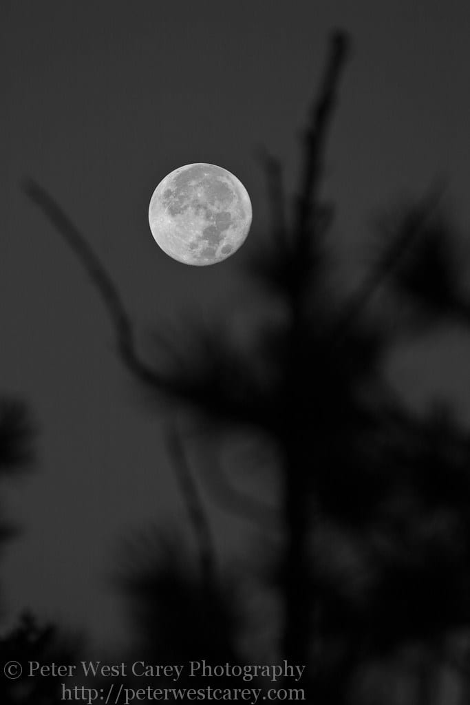 Moon Over Pines, Bryce Canyon